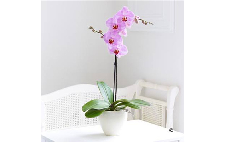 Chậu lan hồ điệp trắng 1 cành độc đáo lan hồ điệp tím 1 cành